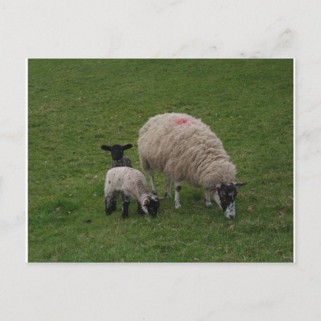 Carte Postale Le mouton noir (Devant)