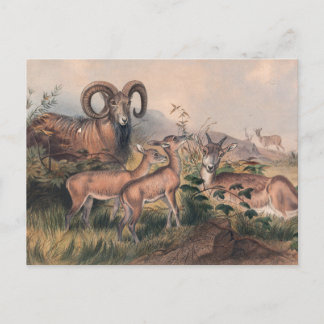Carte Postale Le mouton sauvage de Vigne par Joseph Wolf