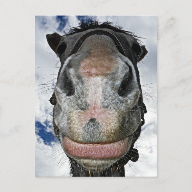 Carte Postale Le Nez Du Cheval Sait ! Drôle Cheval Souriant (Devant)