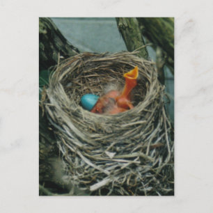 Carte Postale Le nid de Robin
