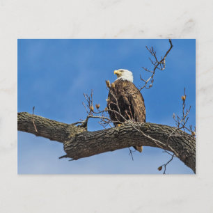 Carte Postale Le Noble aigle des chauves-souris