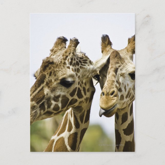 Carte Postale Le nom de girafe est dérivé du mot arabe (Devant)