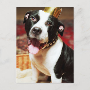 Carte Postale Le nom latin de tous les chiens domestiques est Ca