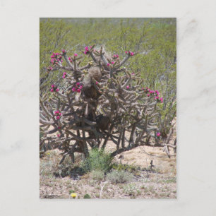 Carte Postale Le Nouveau Mexique Cholla in Bloom
