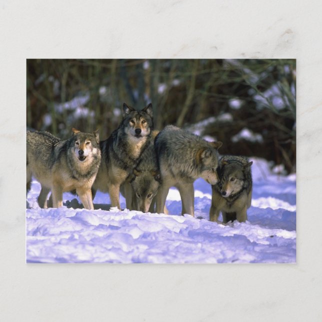Carte Postale Le pack de loups gris au bord de la forêt enneigée (Devant)