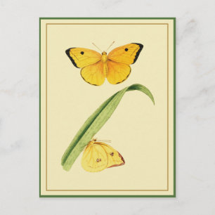 Carte Postale Le papillon Colias de Godart