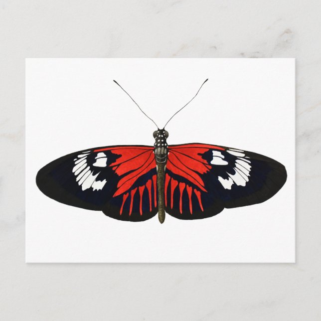 Carte Postale Le papillon du facteur rouge (Devant)