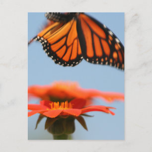 Carte Postale Le papillon Monarque prend son envol