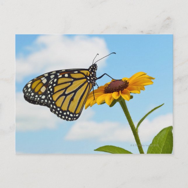 Carte Postale Le papillon Monarque sur une Susan aux yeux noirs (Devant)