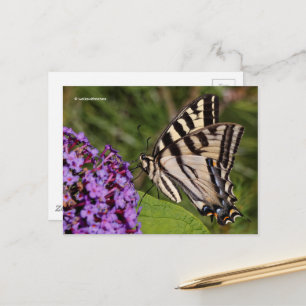 Carte Postale Le papillon Swallowtail sur le papillon Bush