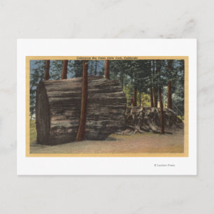 Carte Postale Le Parc d'état de Calaveras Big Trees