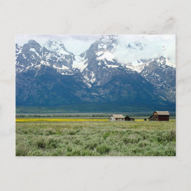 Carte Postale Le Parc national de Grand Teton (Devant)