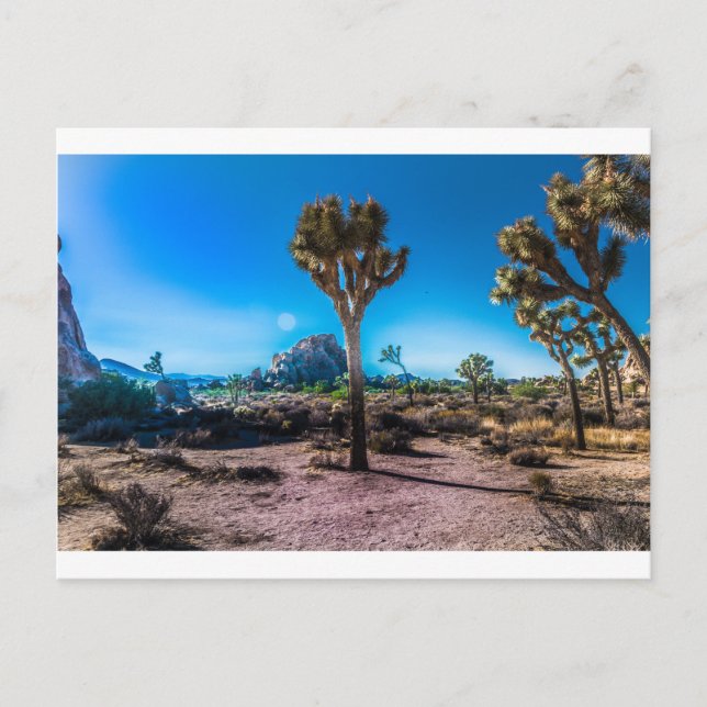 Carte Postale Le Parc national de Joshua Tree (Devant)