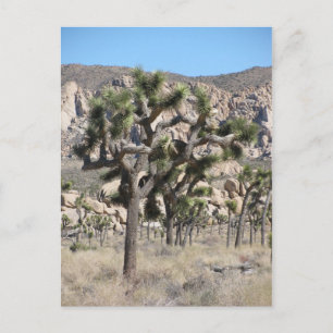 Carte Postale Le Parc national de Joshua Tree
