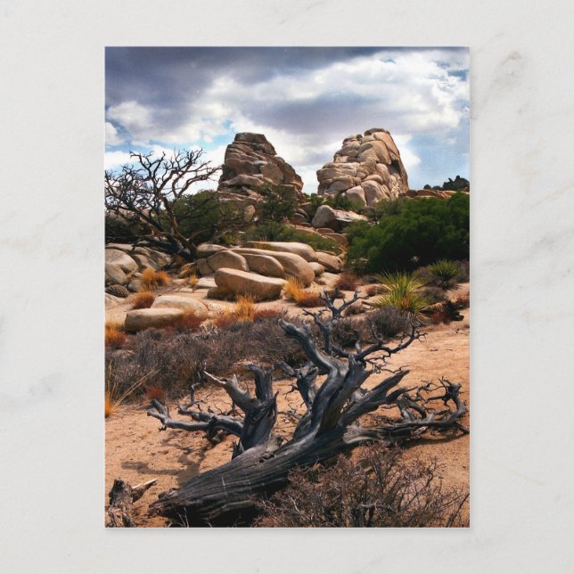 Carte Postale Le Parc national de Joshua Tree (Devant)