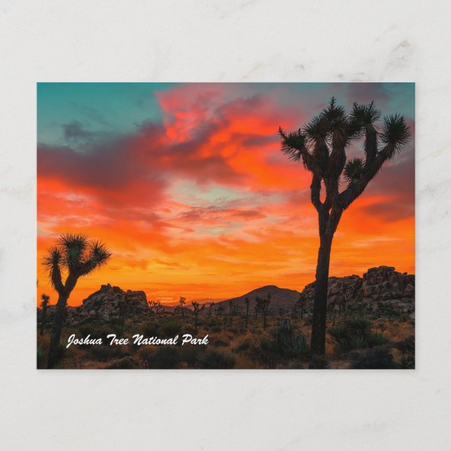 Carte Postale Le Parc national de Joshua Tree (Devant)