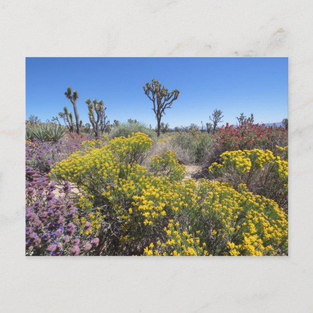 Carte Postale Le Parc National De Joshua Tree À Bloom (Devant)