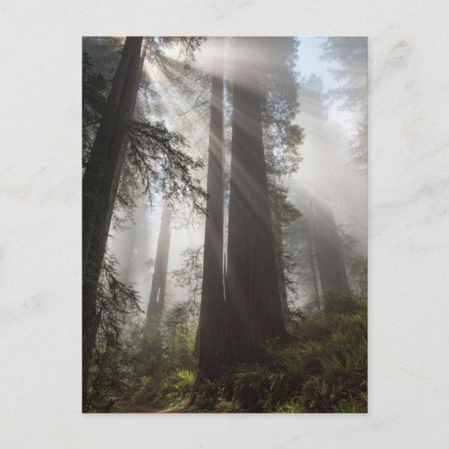 Carte Postale Le parc national de Redwood Californie (Devant)