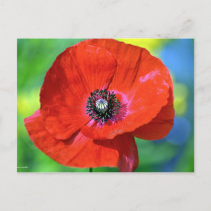 Carte Postale Le pavot rouge sous la lumière du soleil