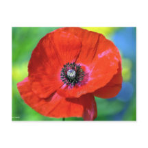 Le pavot rouge sous la lumière du soleil