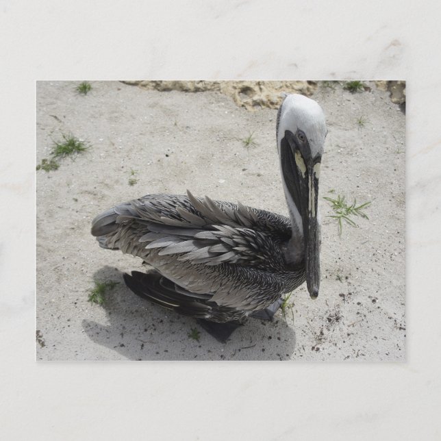 Carte Postale Le Pélican solitaire (Devant)