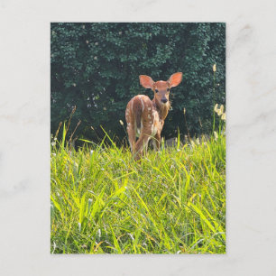 Carte Postale Le Père debout dans l'herbe