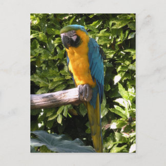 Carte Postale Le perroquet au zoo de Birmingham