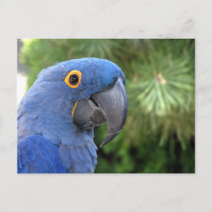 Carte Postale Le perroquet bleu d'Helaine
