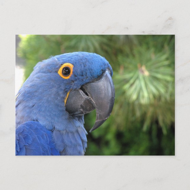 Carte Postale Le perroquet bleu d'Helaine (Devant)