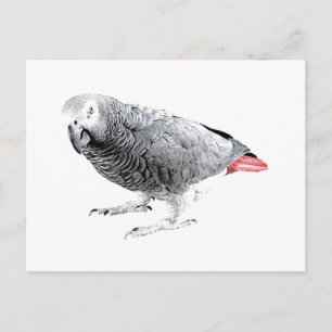 Carte Postale Le perroquet "gris africain"