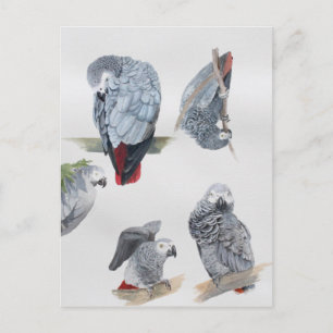 Carte Postale Le perroquet gris africain. Exclusif conçu par Gri