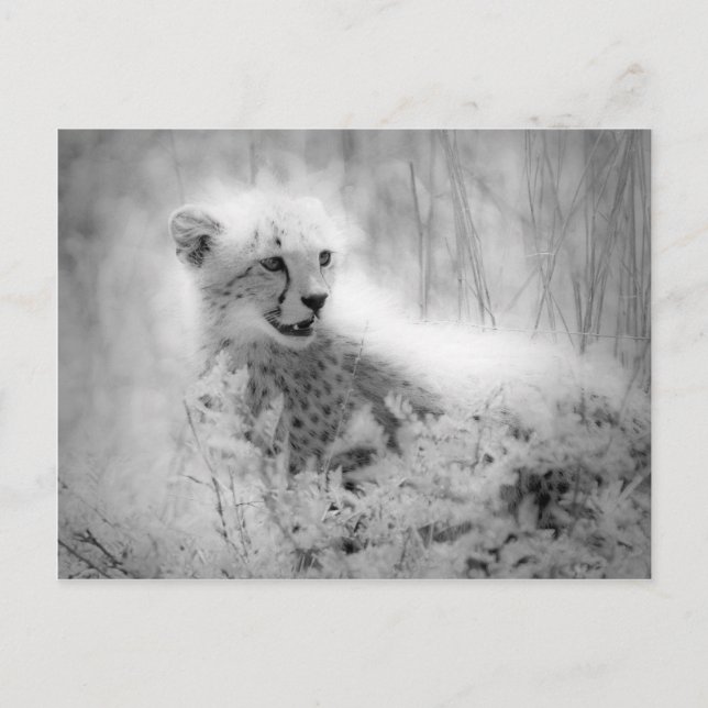 Carte Postale Le petit de Cheetah (Devant)