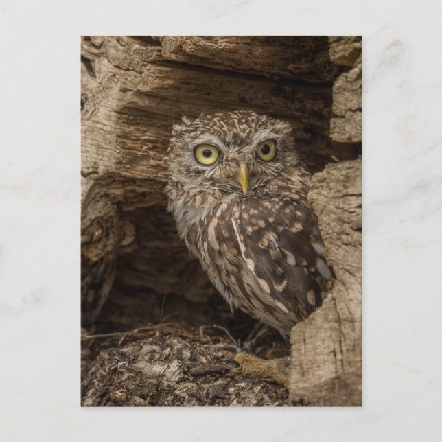 Carte Postale Le petit hibou (Devant)