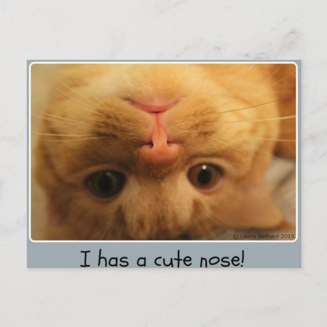 Carte Postale Le petit nez de Skippy (Devant)
