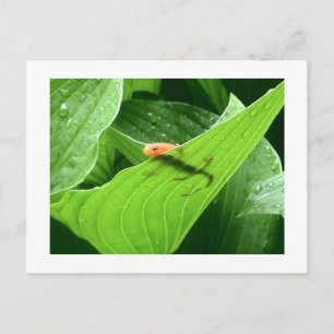 Carte Postale Le petit pied rouge de Mojo