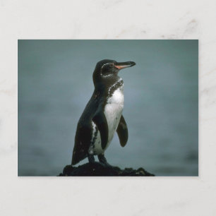 Carte Postale Le Pingouin Des Galapagos Sur La Roche De Lava