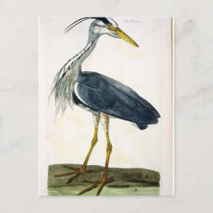 Carte Postale Le plat Heron (Ardea cinerea) de "The British