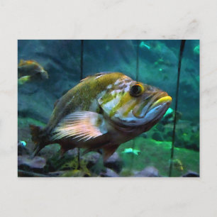 Carte Postale Le poisson