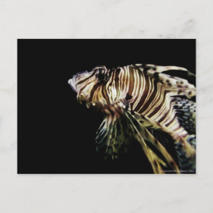 Carte Postale Le poisson-Lion