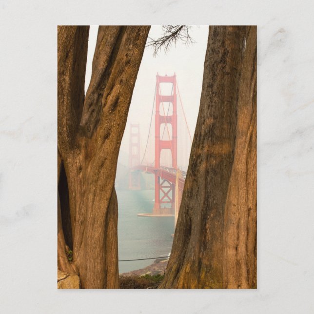 Carte Postale Le pont du Golden Gate | Arbres de la vue Overlook (Devant)