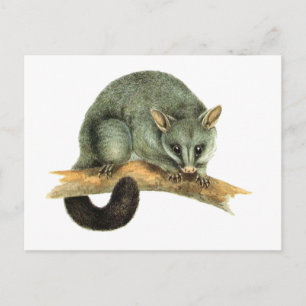 Carte Postale Le Possum brossé commun d'Australie