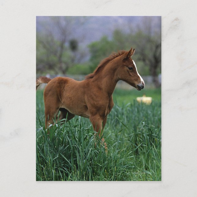 Carte Postale Le poulain arabe debout (Devant)