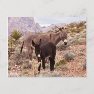 Carte Postale Le poulal de Jenny
