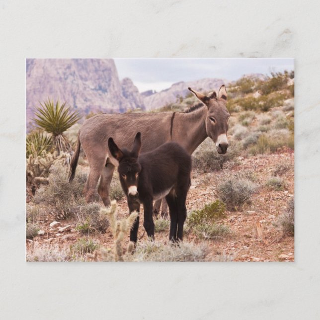Carte Postale Le poulal de Jenny (Devant)