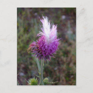 Carte Postale Le Prickly Punk