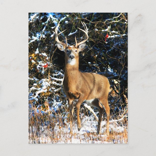 Carte Postale "Le Prince d'hiver" (Devant)