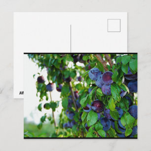 Carte Postale Le Prunier Pourpre