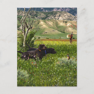 Carte Postale Le Pudelpointer