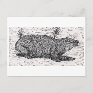 Carte Postale Le rat du Mole palestinien