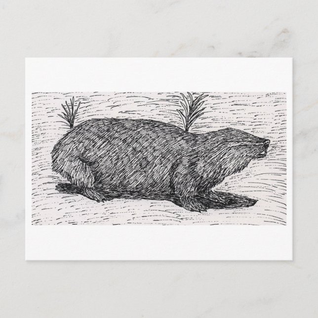 Carte Postale Le rat du Mole palestinien (Devant)